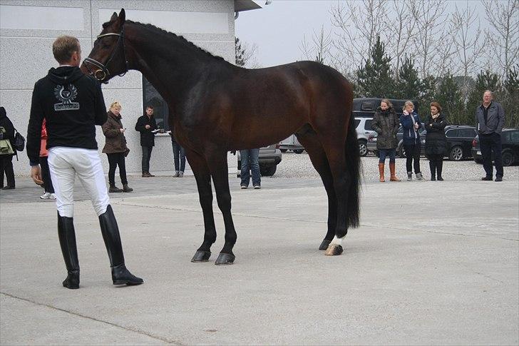 Hingste fremvisning hos Andreas Helgstrand billede 29