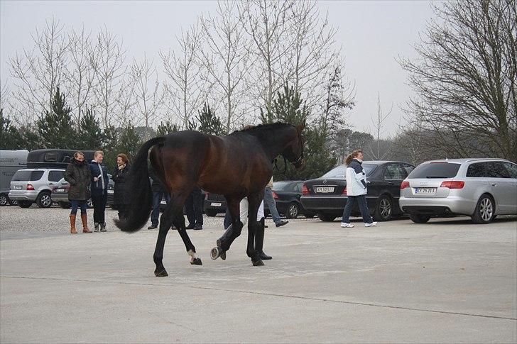 Hingste fremvisning hos Andreas Helgstrand billede 30