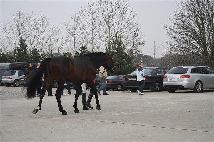 Hingste fremvisning hos Andreas Helgstrand billede 31