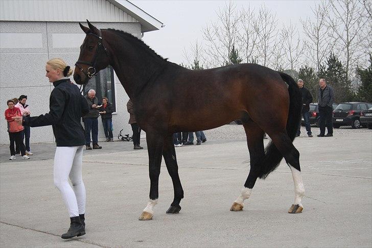 Hingste fremvisning hos Andreas Helgstrand billede 32