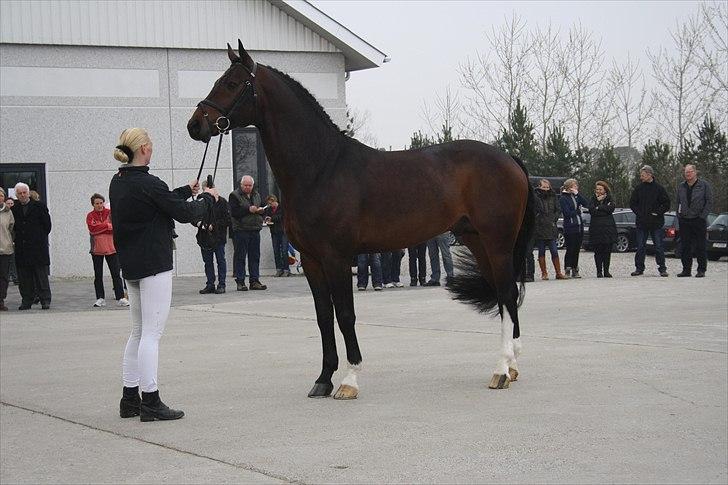 Hingste fremvisning hos Andreas Helgstrand billede 33