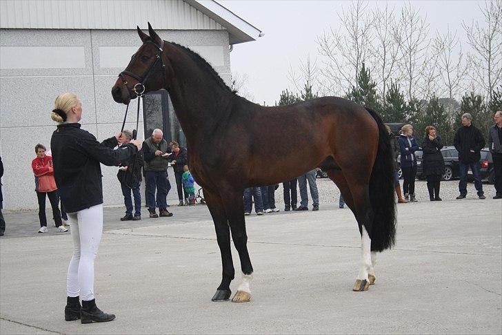 Hingste fremvisning hos Andreas Helgstrand billede 34