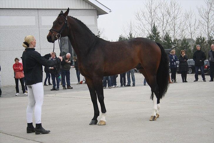 Hingste fremvisning hos Andreas Helgstrand billede 35