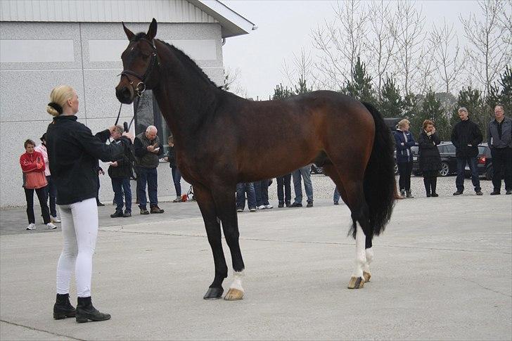 Hingste fremvisning hos Andreas Helgstrand billede 36