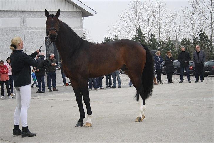 Hingste fremvisning hos Andreas Helgstrand billede 37