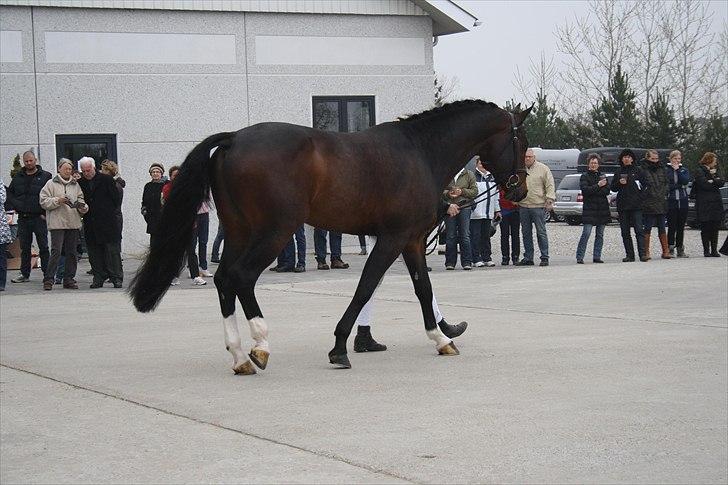 Hingste fremvisning hos Andreas Helgstrand billede 38