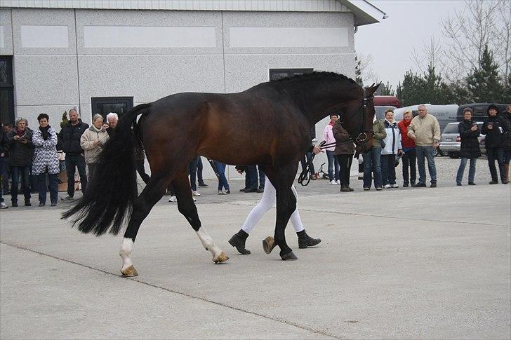 Hingste fremvisning hos Andreas Helgstrand billede 39