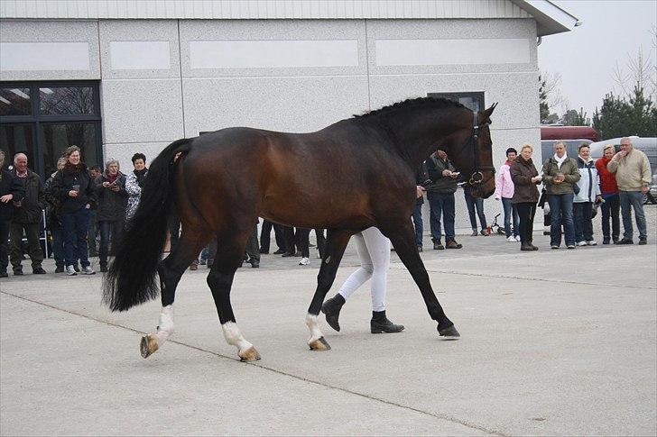 Hingste fremvisning hos Andreas Helgstrand billede 40