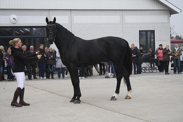 Hingste fremvisning hos Andreas Helgstrand billede 41