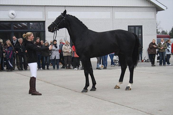 Hingste fremvisning hos Andreas Helgstrand billede 42