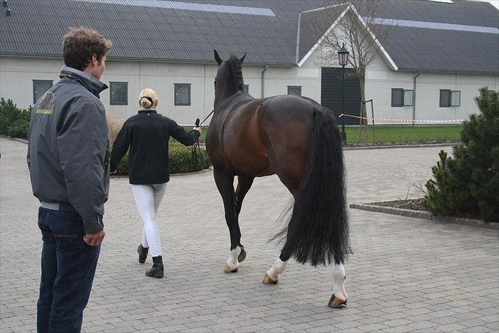 Hingste fremvisning hos Andreas Helgstrand billede 43