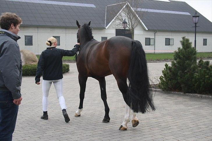 Hingste fremvisning hos Andreas Helgstrand billede 44