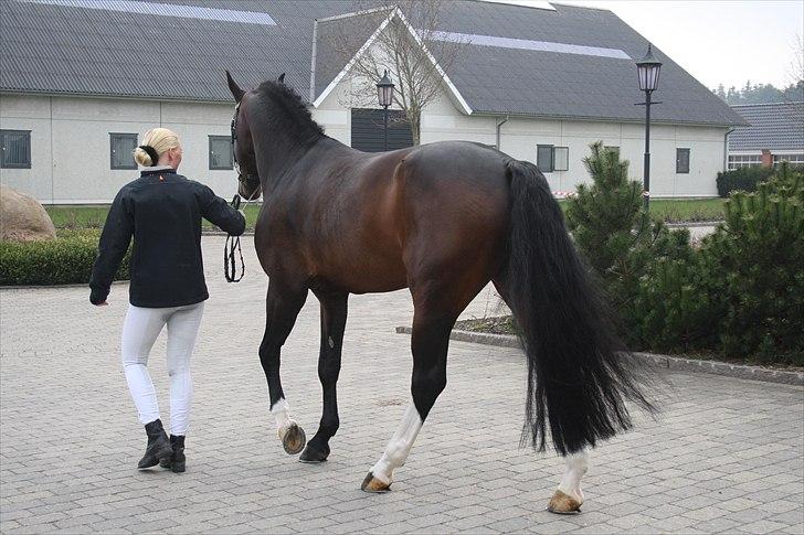 Hingste fremvisning hos Andreas Helgstrand billede 45