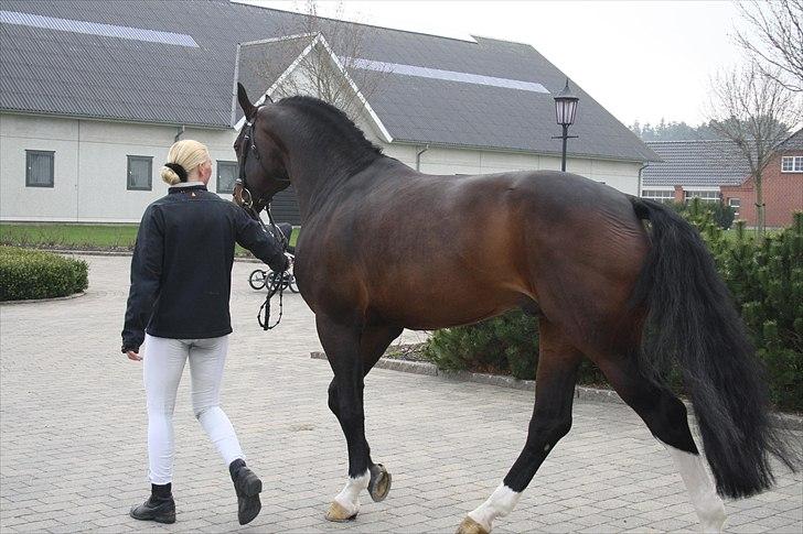 Hingste fremvisning hos Andreas Helgstrand billede 46