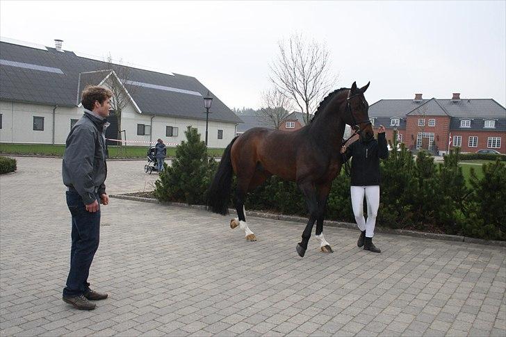 Hingste fremvisning hos Andreas Helgstrand billede 47