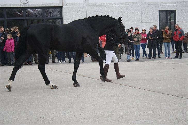 Hingste fremvisning hos Andreas Helgstrand billede 48