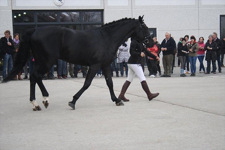Hingste fremvisning hos Andreas Helgstrand billede 49