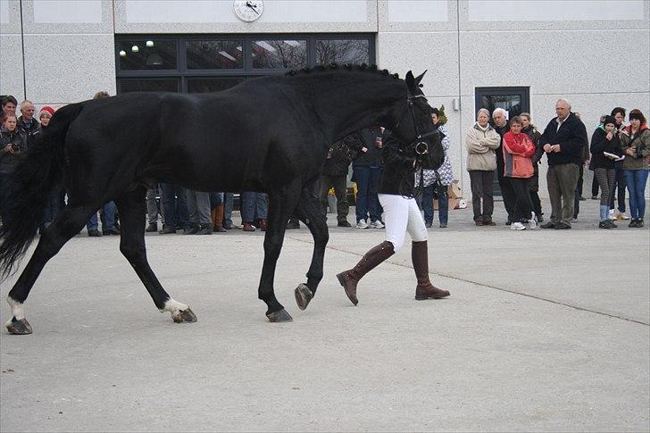 Hingste fremvisning hos Andreas Helgstrand billede 50