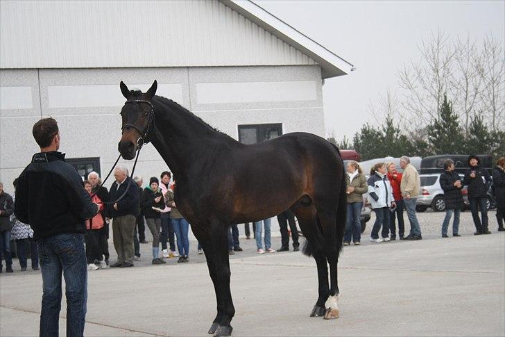 Hingste fremvisning hos Andreas Helgstrand billede 51