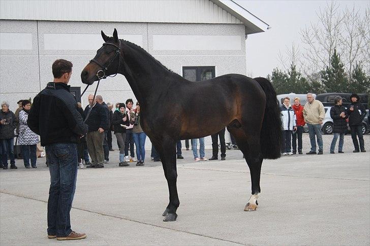 Hingste fremvisning hos Andreas Helgstrand billede 52