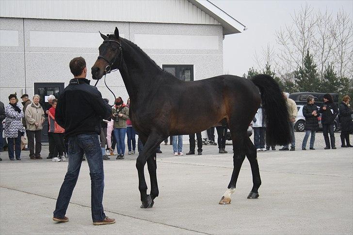 Hingste fremvisning hos Andreas Helgstrand billede 53