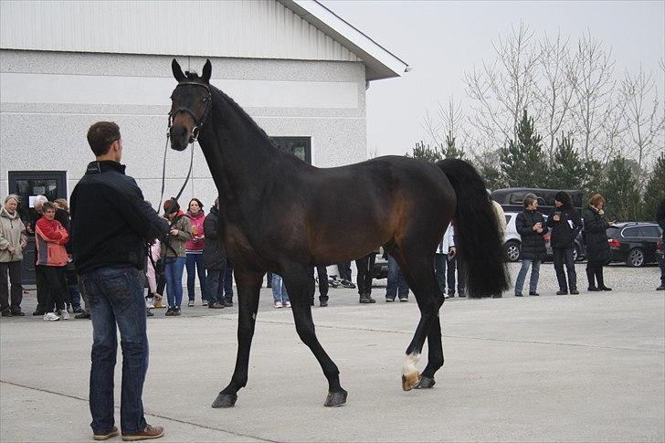 Hingste fremvisning hos Andreas Helgstrand billede 54