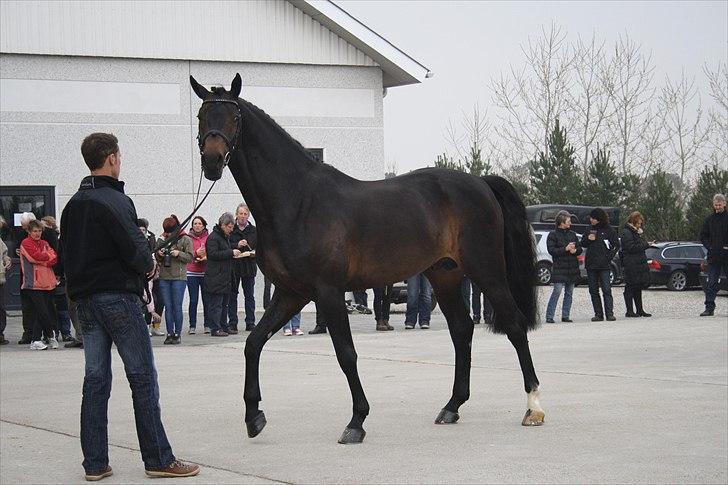 Hingste fremvisning hos Andreas Helgstrand billede 55