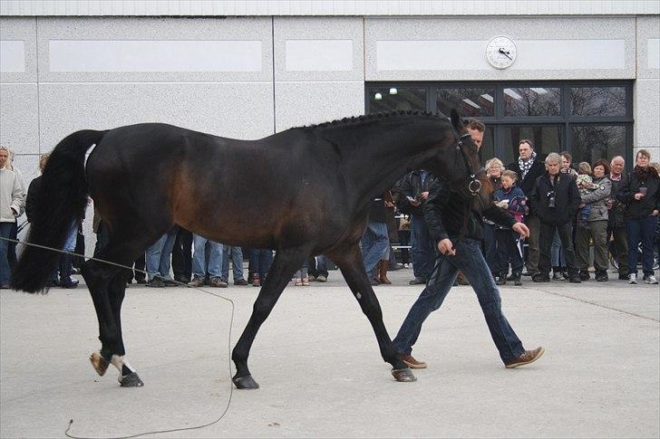 Hingste fremvisning hos Andreas Helgstrand billede 56