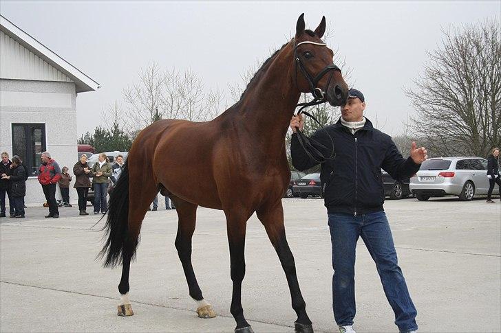 Hingste fremvisning hos Andreas Helgstrand - Sieger Hit. billede 57
