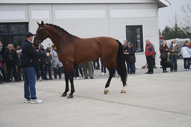 Hingste fremvisning hos Andreas Helgstrand - Sieger Hit. billede 58