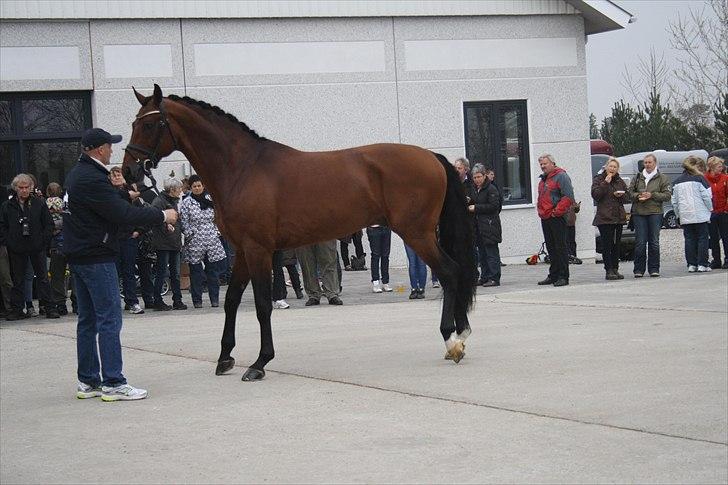 Hingste fremvisning hos Andreas Helgstrand - Sieger Hit. billede 59