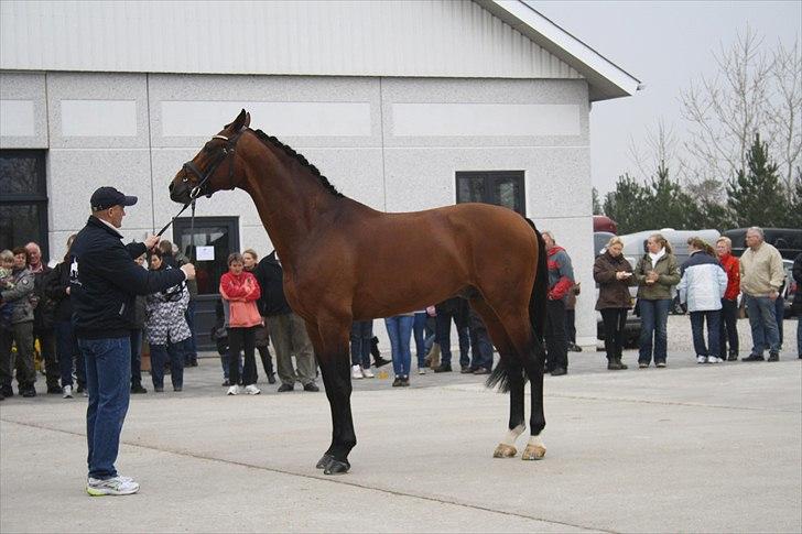 Hingste fremvisning hos Andreas Helgstrand - Sieger Hit. billede 60