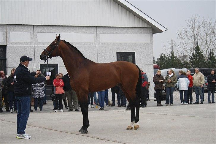 Hingste fremvisning hos Andreas Helgstrand - Sieger Hit. billede 61