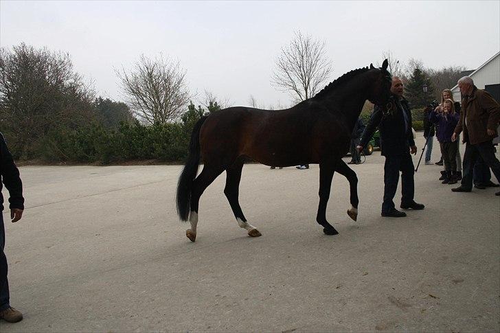 Hingste fremvisning hos Andreas Helgstrand billede 62