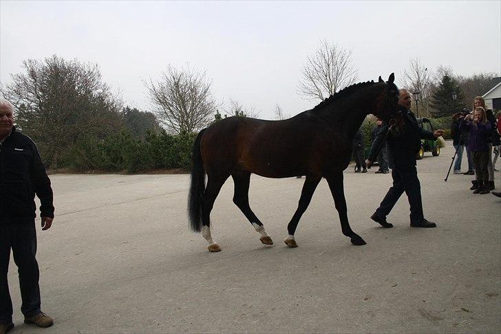 Hingste fremvisning hos Andreas Helgstrand billede 63