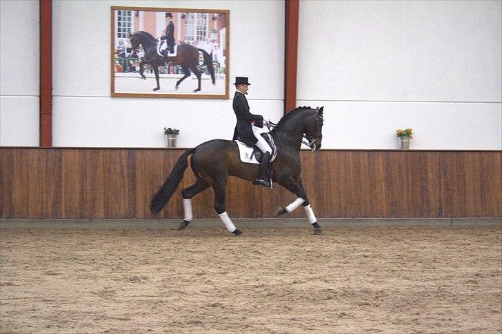 Hingste fremvisning hos Andreas Helgstrand - Wilkens. billede 65