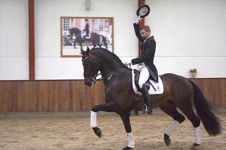 Hingste fremvisning hos Andreas Helgstrand - Wilkens. billede 66