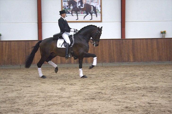 Hingste fremvisning hos Andreas Helgstrand - Wilkens. billede 67