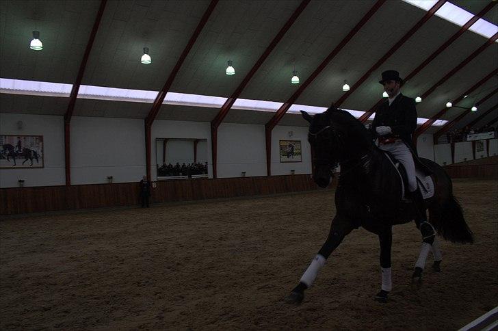 Hingste fremvisning hos Andreas Helgstrand - Wilkens. billede 68