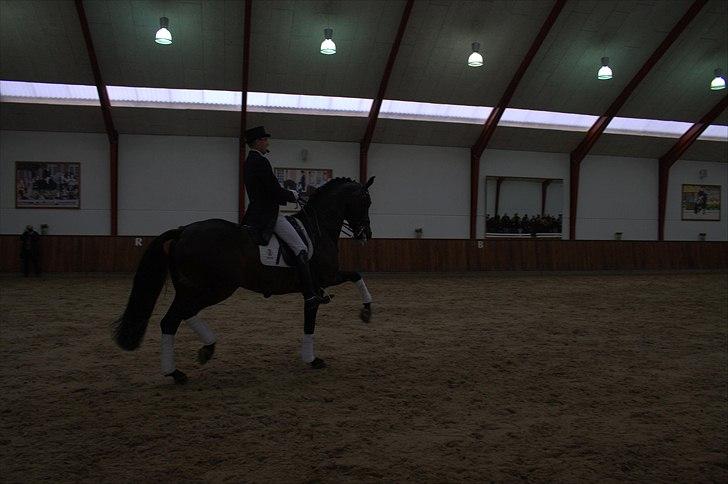 Hingste fremvisning hos Andreas Helgstrand - Wilkens. billede 69