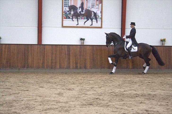 Hingste fremvisning hos Andreas Helgstrand - Wilkens. billede 70