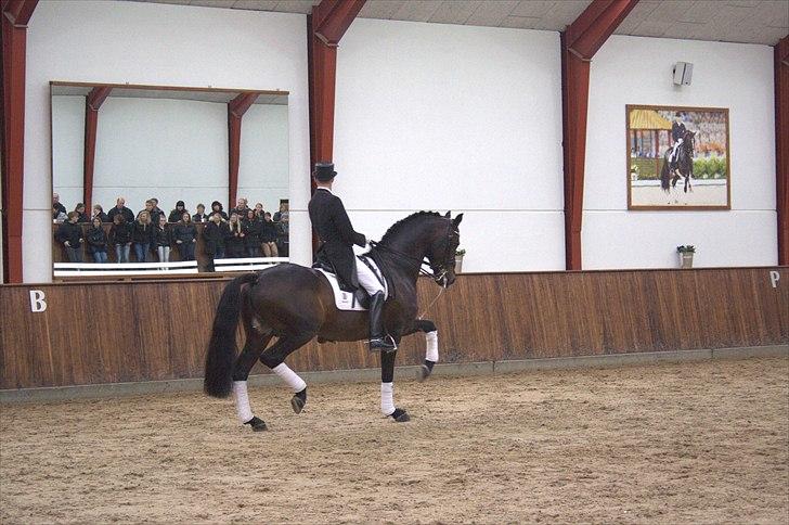 Hingste fremvisning hos Andreas Helgstrand - Wilkens. billede 71