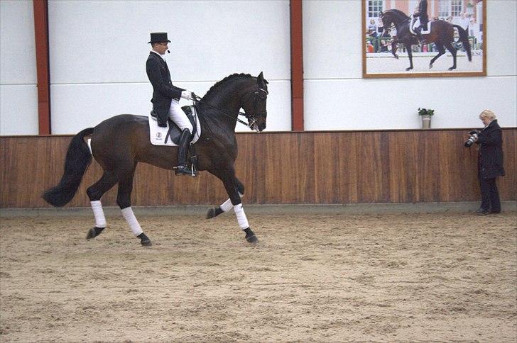 Hingste fremvisning hos Andreas Helgstrand - Wilkens. billede 72