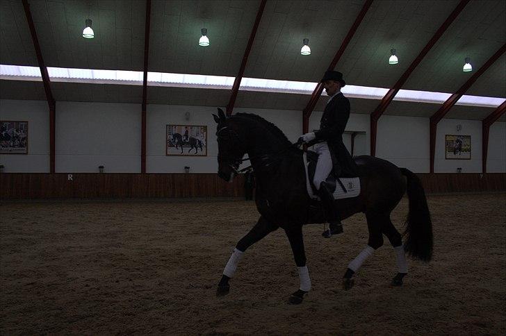 Hingste fremvisning hos Andreas Helgstrand - Wilkens. billede 73