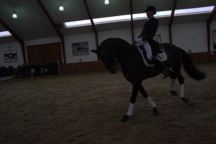 Hingste fremvisning hos Andreas Helgstrand - Wilkens. billede 74