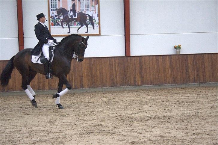 Hingste fremvisning hos Andreas Helgstrand - Wilkens. billede 75