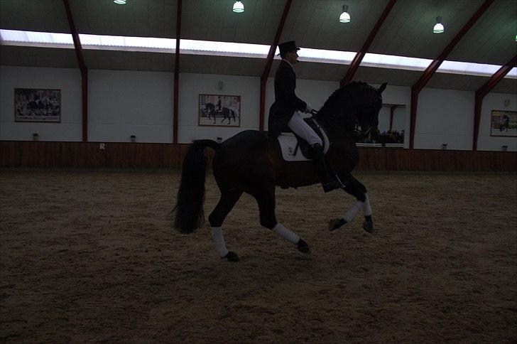 Hingste fremvisning hos Andreas Helgstrand - Wilkens. billede 76