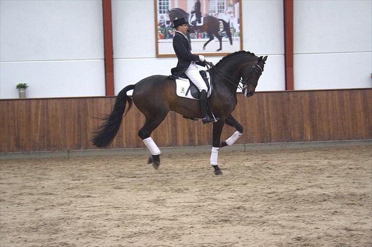 Hingste fremvisning hos Andreas Helgstrand - Wilkens. billede 77