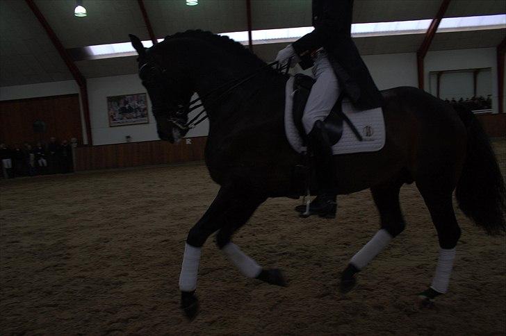 Hingste fremvisning hos Andreas Helgstrand - Wilkens. billede 78