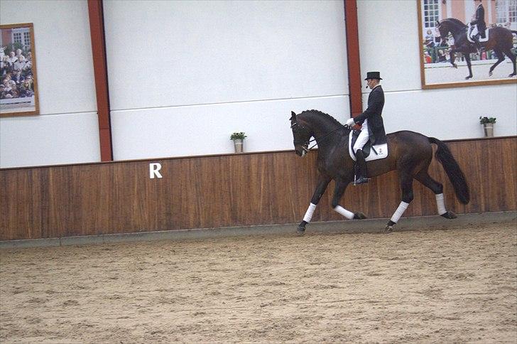 Hingste fremvisning hos Andreas Helgstrand - Wilkens. billede 79